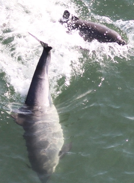 Missing Picture